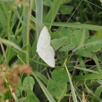 Taxeotis endela (Looper or geometer moth) at Rendezvous Creek, ACT - 5 Dec 2022 by RAllen