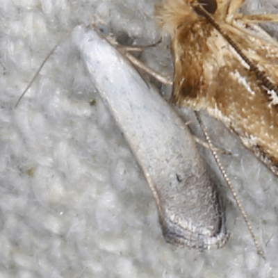 Tinea monophthalma (A fungus moth) at O'Connor, ACT - 3 Dec 2022 by ibaird