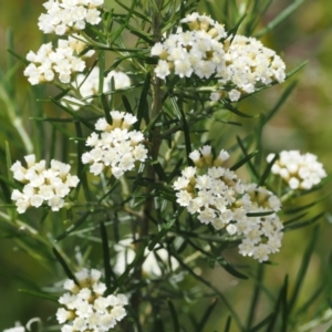 Ozothamnus thyrsoideus at Booth, ACT - 5 Dec 2022