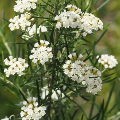 Ozothamnus thyrsoideus (Sticky Everlasting) at Booth, ACT - 5 Dec 2022 by RAllen