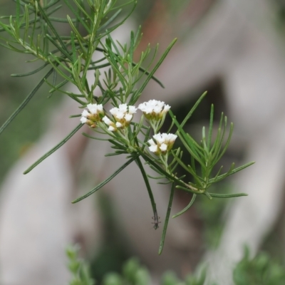 Ozothamnus thyrsoideus (Sticky Everlasting) at Booth, ACT - 5 Dec 2022 by RAllen