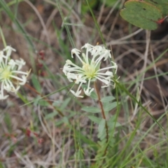 Pimelea glauca (Smooth Rice Flower) at Booth, ACT - 5 Dec 2022 by RAllen