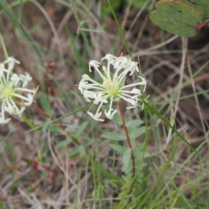 Pimelea glauca at Booth, ACT - 5 Dec 2022 04:03 PM