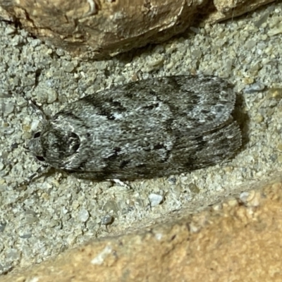 Philobota philostaura at Jerrabomberra, NSW - 10 Dec 2022 by Steve_Bok