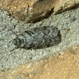 Philobota philostaura at Jerrabomberra, NSW - suppressed