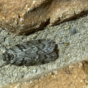 Philobota philostaura at Jerrabomberra, NSW - suppressed