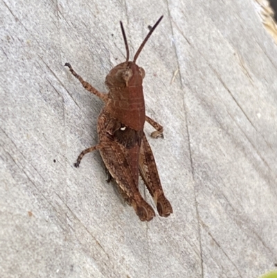 Phaulacridium vittatum (Wingless Grasshopper) at Jerrabomberra, NSW - 11 Dec 2022 by SteveBorkowskis