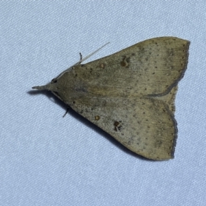 Rhapsa suscitatalis at Jerrabomberra, NSW - 10 Dec 2022