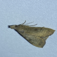 Rhapsa suscitatalis at Jerrabomberra, NSW - 10 Dec 2022