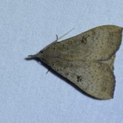 Rhapsa suscitatalis at Jerrabomberra, NSW - 10 Dec 2022