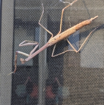 Unidentified Praying mantis (Mantodea) at Thurgoona, NSW - 11 Dec 2022 by ChrisAllen