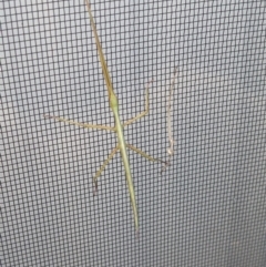 Unverified Stick insect (Phasmatodea) at Thurgoona, NSW - 11 Dec 2022 by ChrisAllen