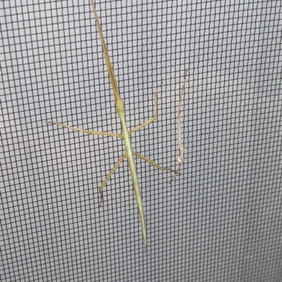 Unverified Stick insect (Phasmatodea) at Thurgoona, NSW - 11 Dec 2022 by ChrisAllen