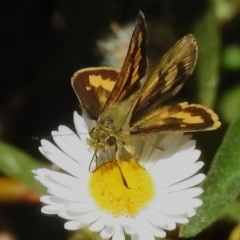 Ocybadistes walkeri (Green Grass-dart) at Wanniassa, ACT - 11 Dec 2022 by JohnBundock