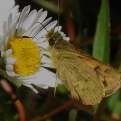 Ocybadistes walkeri at Wanniassa, ACT - 11 Dec 2022 11:19 AM