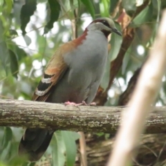 Phaps elegans (Brush Bronzewing) at Acton, ACT - 11 Dec 2022 by BenW