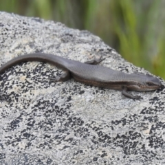 Pseudemoia entrecasteauxii (Woodland Tussock-skink) at Cotter River, ACT - 7 Dec 2022 by JohnBundock