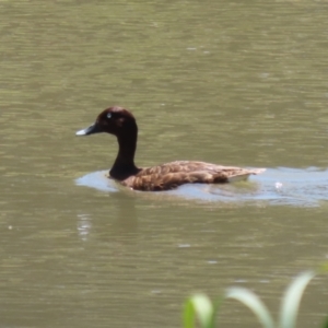 Aythya australis at Hume, ACT - 11 Dec 2022 11:52 AM