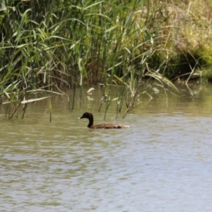 Aythya australis at Hume, ACT - 11 Dec 2022