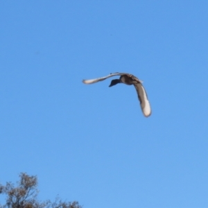 Aythya australis at Hume, ACT - 11 Dec 2022