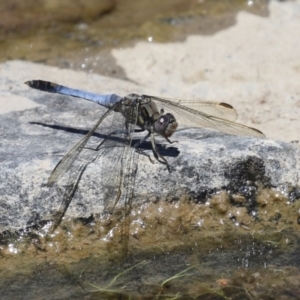 Orthetrum caledonicum at Hume, ACT - 11 Dec 2022