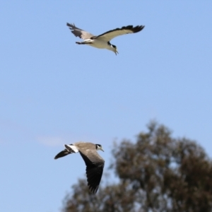 Vanellus miles at Hume, ACT - 11 Dec 2022