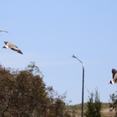 Vanellus miles at Hume, ACT - 11 Dec 2022