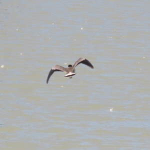 Vanellus miles at Hume, ACT - 11 Dec 2022