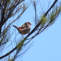 Neochmia temporalis (Red-browed Finch) at Hume, ACT - 11 Dec 2022 by RodDeb