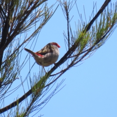 Neochmia temporalis (Red-browed Finch) at Hume, ACT - 11 Dec 2022 by RodDeb