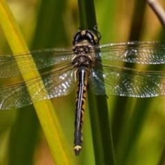 Hemicordulia tau at Acton, ACT - suppressed