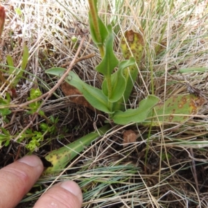 Craspedia aurantia var. aurantia at Cotter River, ACT - 7 Dec 2022