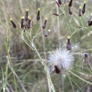 Senecio quadridentatus at Hackett, ACT - 9 Dec 2022 07:04 PM