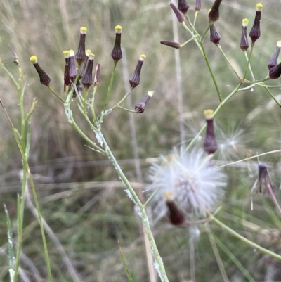 Senecio quadridentatus (Cotton Fireweed) at Hackett, ACT - 9 Dec 2022 by JaneR