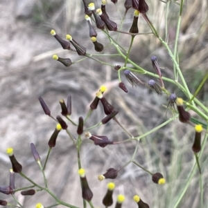 Senecio quadridentatus at Hackett, ACT - 9 Dec 2022 07:04 PM