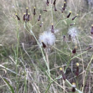 Senecio quadridentatus at Hackett, ACT - 9 Dec 2022