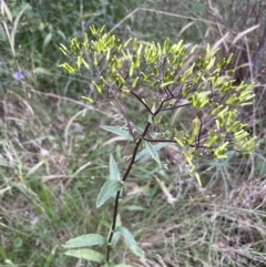 Senecio minimus (Shrubby Fireweed) at Watson, ACT - 9 Dec 2022 by JaneR