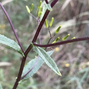 Senecio minimus at Watson, ACT - 9 Dec 2022