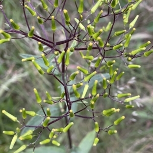 Senecio minimus at Watson, ACT - 9 Dec 2022