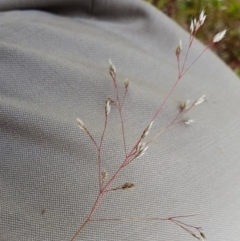 Aira elegantissima at Yass River, NSW - 1 Dec 2022