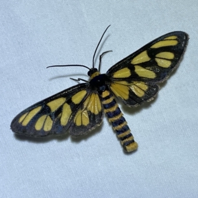 Amata (genus) (Handmaiden Moth) at Jerrabomberra, NSW - 10 Dec 2022 by SteveBorkowskis