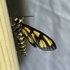 Amata (genus) at Jerrabomberra, NSW - suppressed