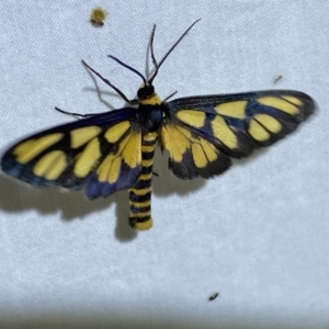 Amata (genus) at Jerrabomberra, NSW - suppressed