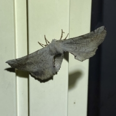 Circopetes obtusata (Grey Twisted Moth) at Jerrabomberra, NSW - 10 Dec 2022 by Steve_Bok
