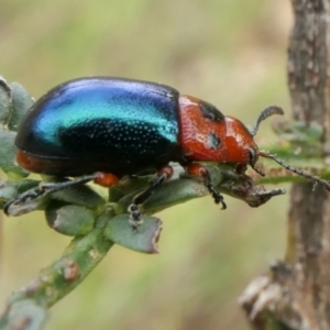 Calomela moorei at Yass River, NSW - 11 Dec 2022 04:45 PM