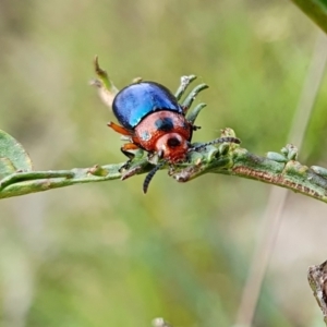 Calomela moorei at Yass River, NSW - 11 Dec 2022 04:45 PM