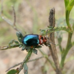 Calomela moorei at Yass River, NSW - 11 Dec 2022 04:45 PM