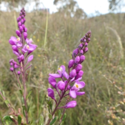 Comesperma ericinum (Heath Milkwort) at Yass River, NSW - 11 Dec 2022 by SenexRugosus