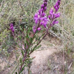 Comesperma ericinum at Yass River, NSW - 11 Dec 2022 04:39 PM