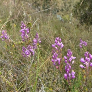 Comesperma ericinum at Yass River, NSW - 11 Dec 2022